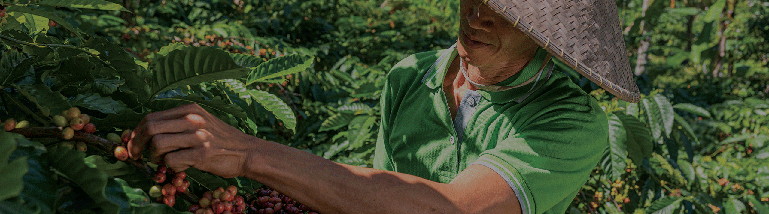 Our Coffee Origin - Kawisari
